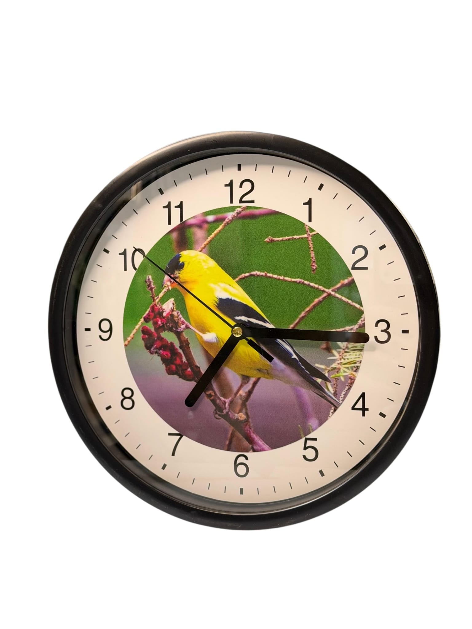 Wanduhr mit Trauerzeisig-Motiv Ø 23cm.