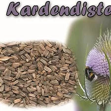 Teasel devedikeni tohumları ''Blattner''