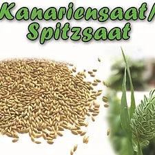 Kanarien/Spitzsaat ''Versele-Laga''