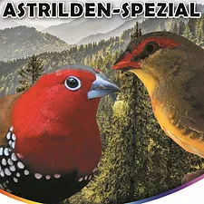 Astrilden-Spezial "Blattner"