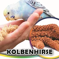 Kolbenhirse Rot ''Versele-Laga''