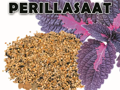 Perilla seed