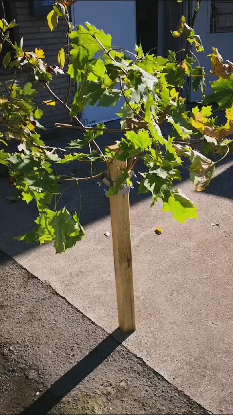 Branch holder made of stainless steel 4'er bracket